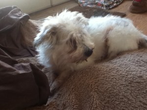 Windsor, our eighteen year old loyal farm dog.