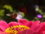 zinnia bee