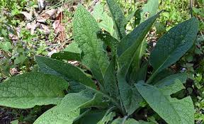 comfrey 2