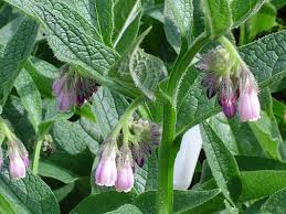 comfrey