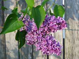 lilacs