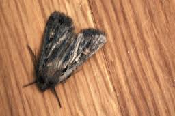 miller moth
