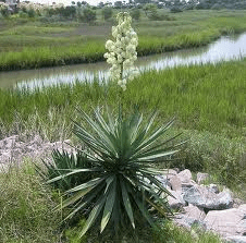 yucca