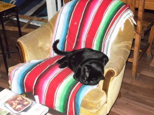 My favorite decorations are my two black cats, Clara and Booboo.