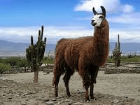 Llama