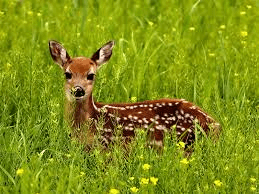 baby deer