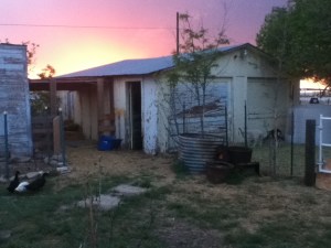 The old garage and chicken coop have character. The sunset that evening was spectacular. Can you see the ducks in front of the coop?