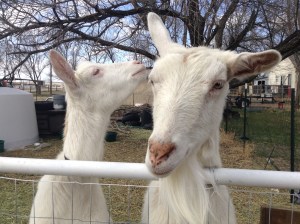 Twila giving Isabelle ideas of things they probably oughtn't be doing.