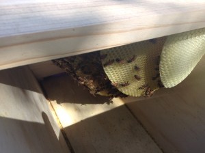 The inside of our beehive. The ladies have been very busy and have six rows filled with beautiful wax.