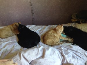 Four of our eight cats, Louie, Booboo, Frankie, and Clara create a lovely pattern on the bedspread. They are our least productive farm workers.