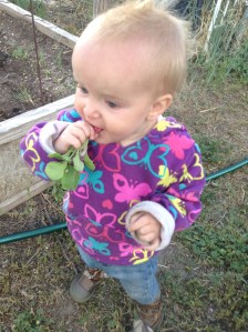 Maryjane's first radish.