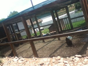 The dream chicken enclosure!