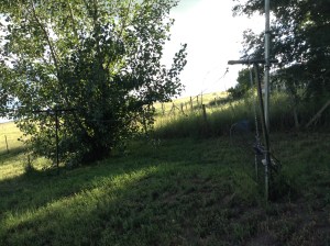 The clothesline (I am taking out the dryer)
