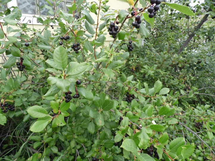 How to Make Chokecherry Wine Katie Lynn Sanders