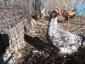 Henry Higgin's replacement.  Meet Christopher Robin.  Let's hope he's nicer than Henry!