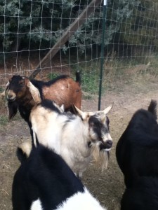 Elsa's beau, Galliwik