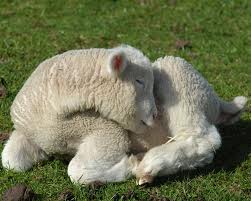 lamb