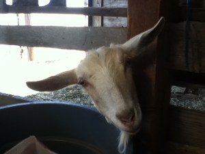 "Why can't I come in?" Elsa wondered.