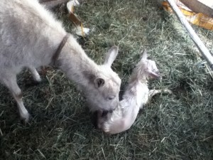 Isabelle lovingly and dutifully cleaned off her infant.