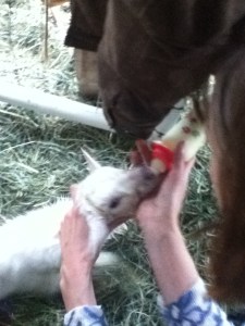 Just before the baby was born Doug had milked some colostrum from Isabelle and we had a bottle all ready.