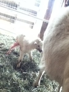 We are trading this beautiful little girl for Jenet's first female born in June.  I will have a Nubian and she will have a Saanen.  