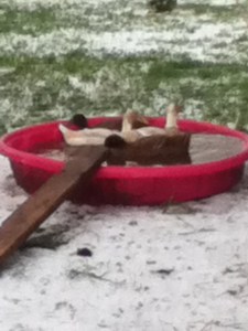 Apparently ducks love hail. Gives new meaning to "Happy as a Duck on Water!"