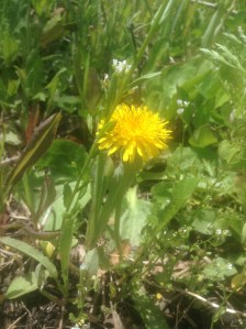 Dandelion flowers can be made into jelly or fritters and the greens sautéed, roasted, or eaten fresh.  The roots can be used to make immunity boosting extracts.