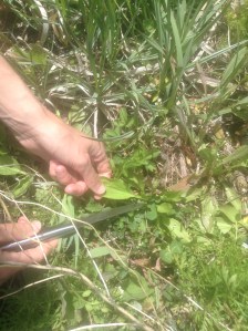 Cut herbs like plantain with a sharp knife and only take up to one third of what you find.  Be grateful.  It makes the food more nutritious and healing.