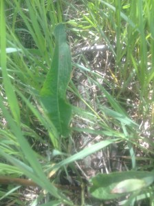 Dock has tasty greens.  Harvest the root in fall to make detoxifying extracts.