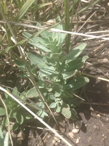 Lamb's quarters are found in many back yards proving that weeds can be delicious!
