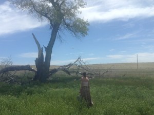 Watching owls take flight.