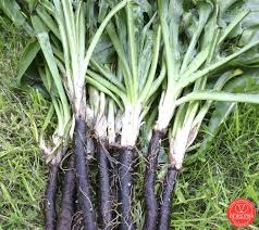 salsify