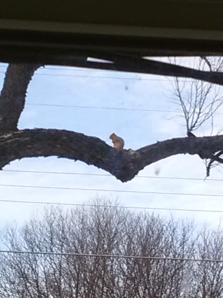 squirrel