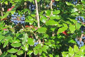 oregon grape