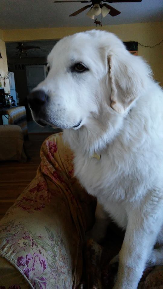 28168252_2092151564133629_2238874365425165384_n