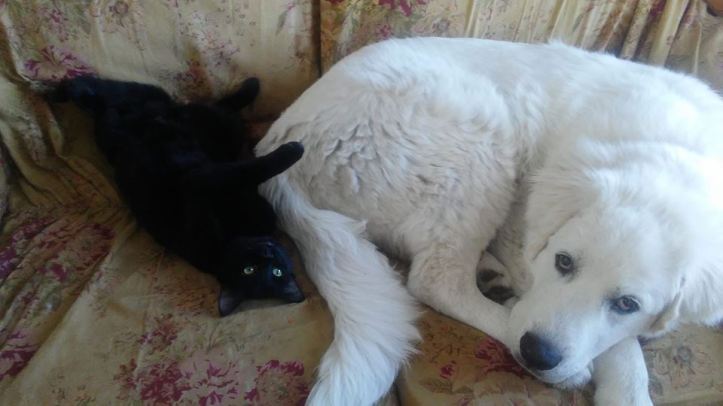 29063653_2108988012449984_2658360846693957632_n