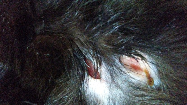 20180815_145007_Burst01_resized