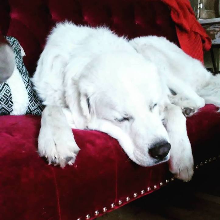 45063149_2441099972572118_7991176736022724608_n