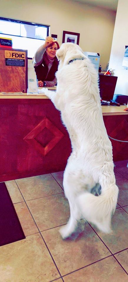 45793300_2453409264674522_8574183619780673536_n