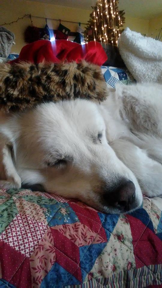 48420050_2513772995304815_383807623419396096_n