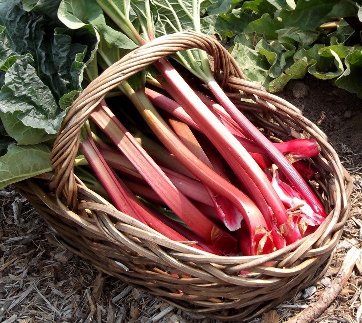 rhubarb2