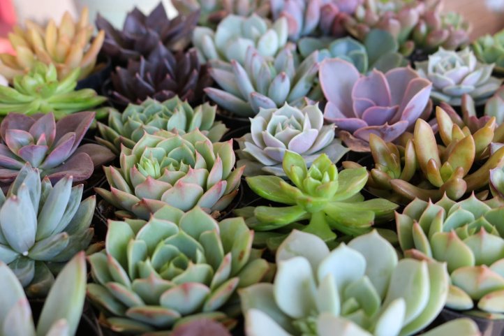 rosette-succulent-favors-wedding-succulents-bulk_4_2000x