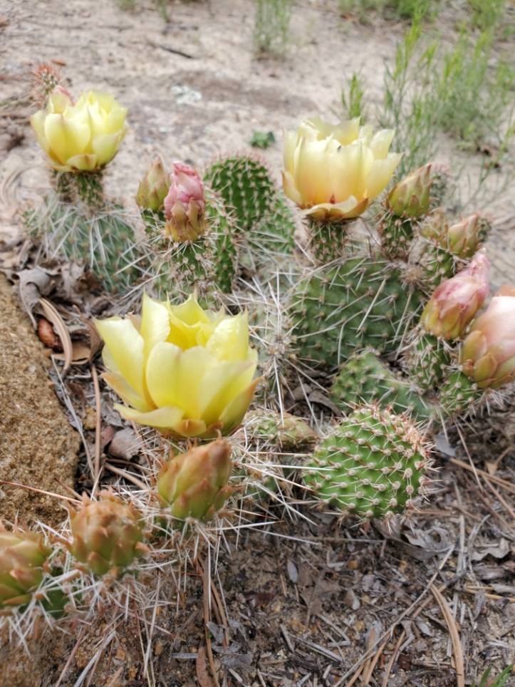 Resized_20190623_123626