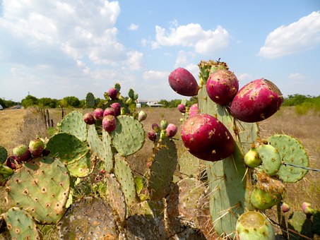 prickly-pear-173963__340