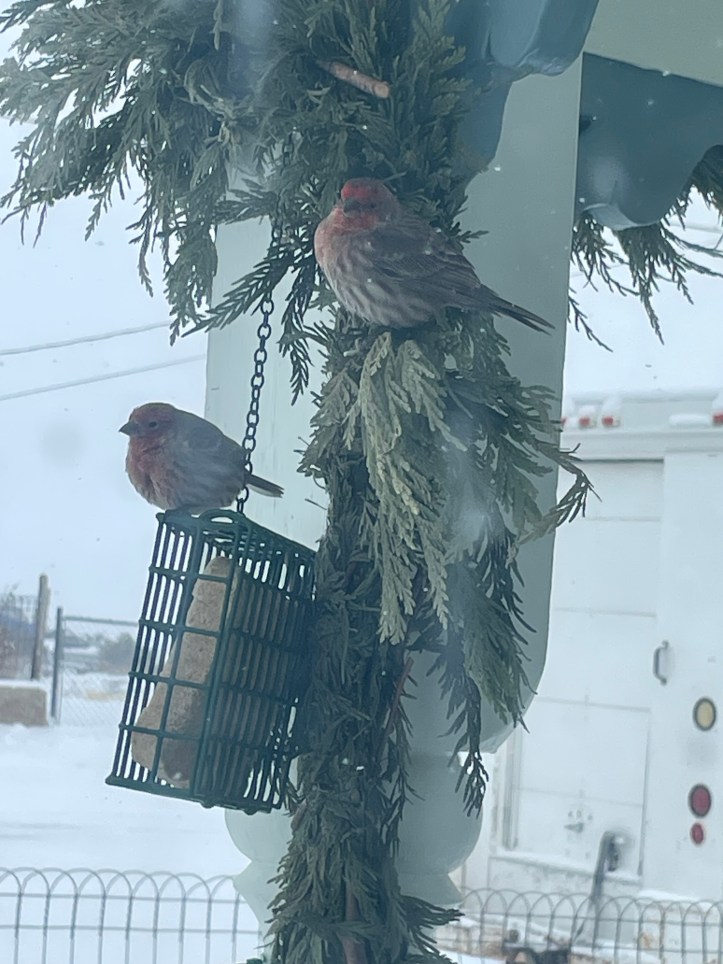 Two house sparrows take shelter from the storm.